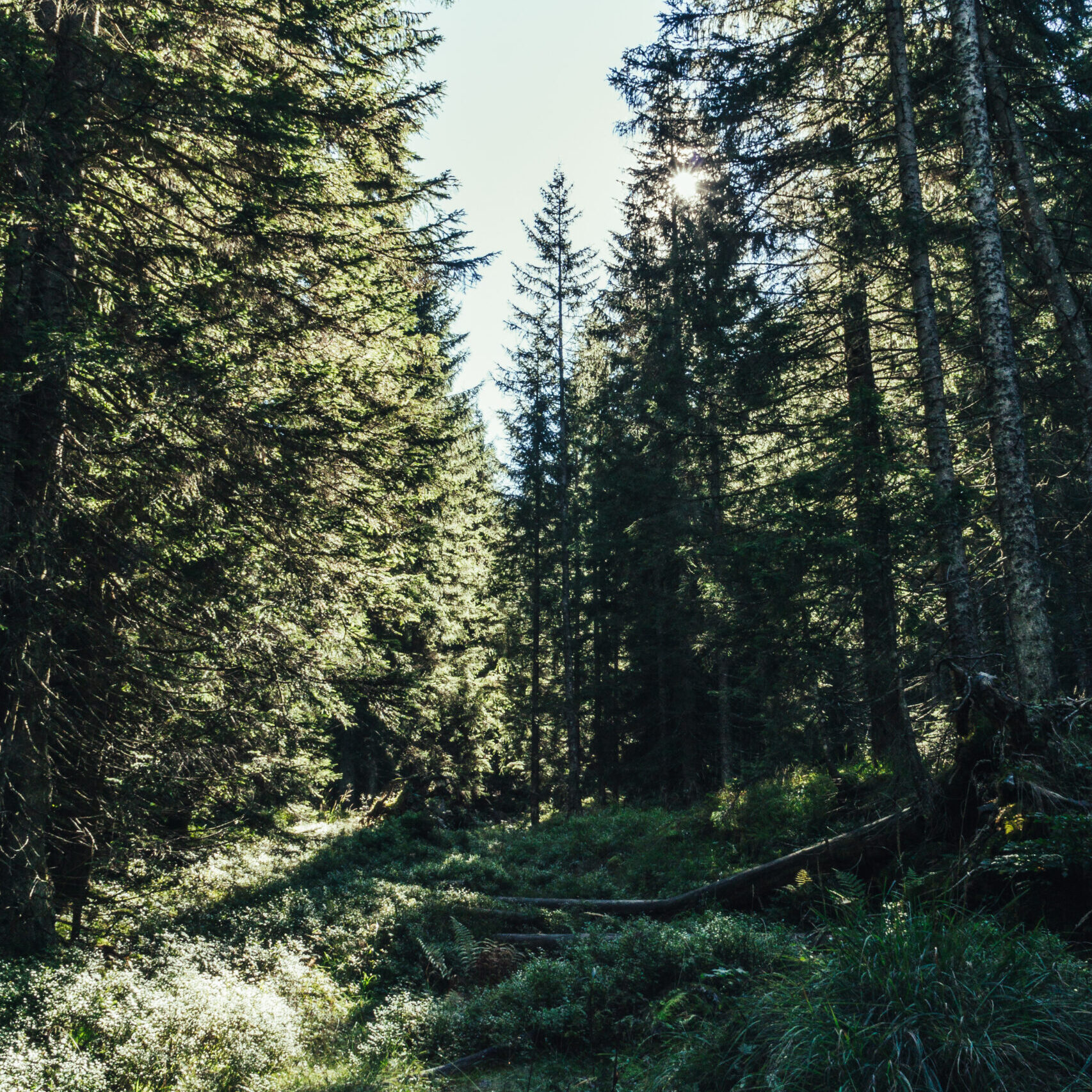 alpenentdecker, (c) Laura Wollschläger, Bergwald