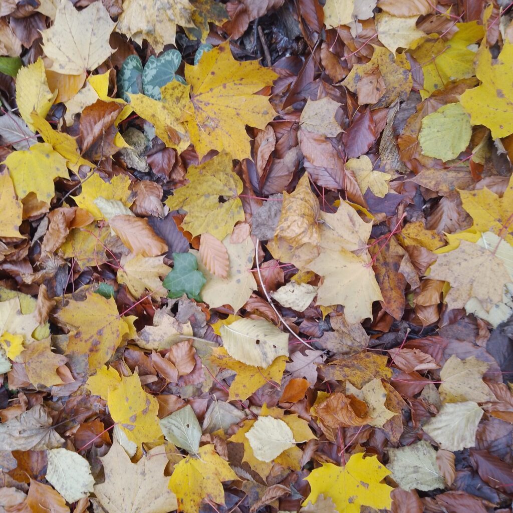 Exif_JPEG_420