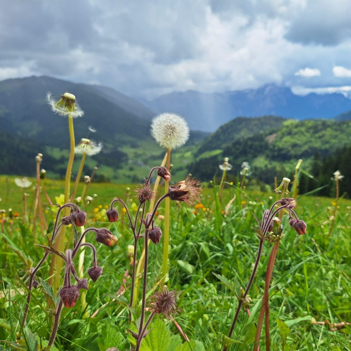 Kräuterwanderung