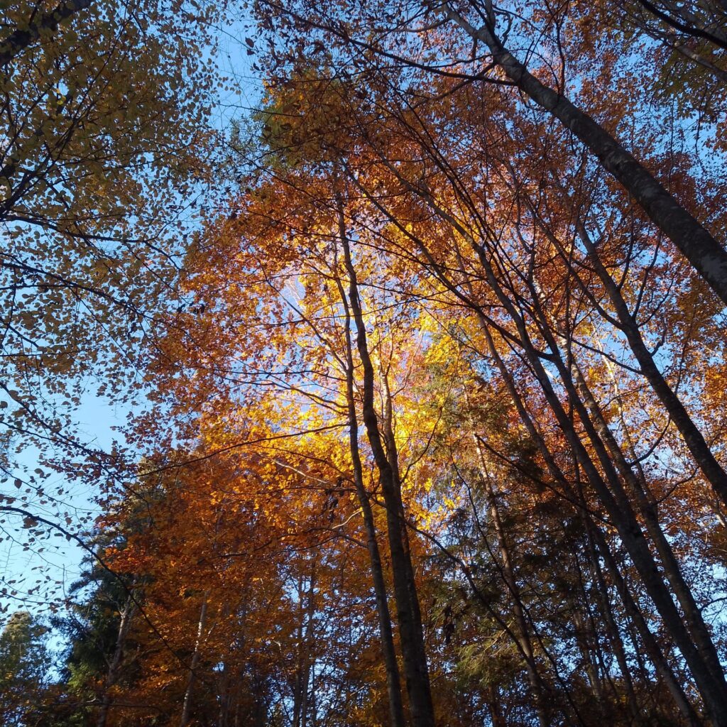 Exif_JPEG_420