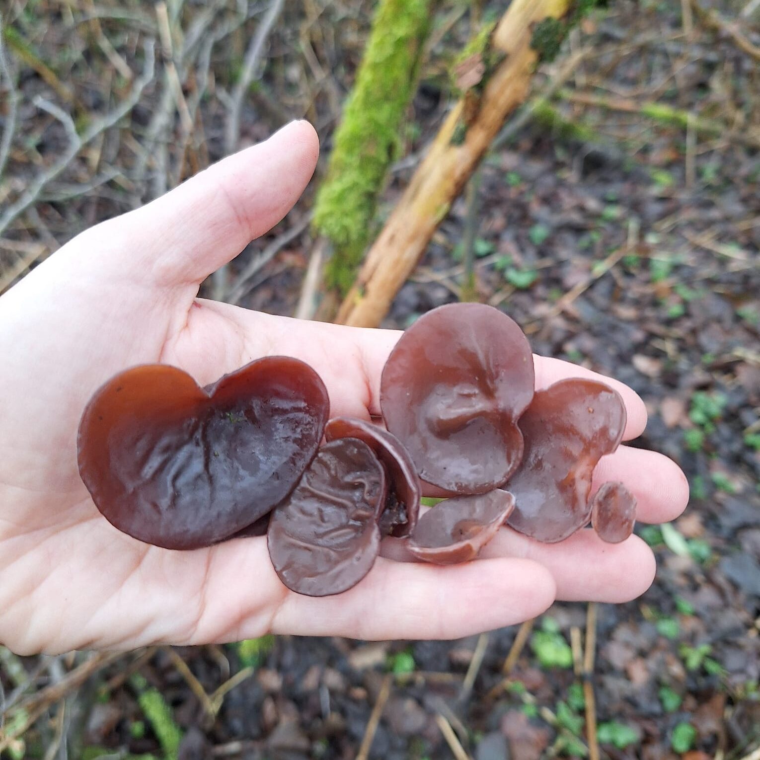 Judasohren (bayerischer Mu-Err-Pilz)