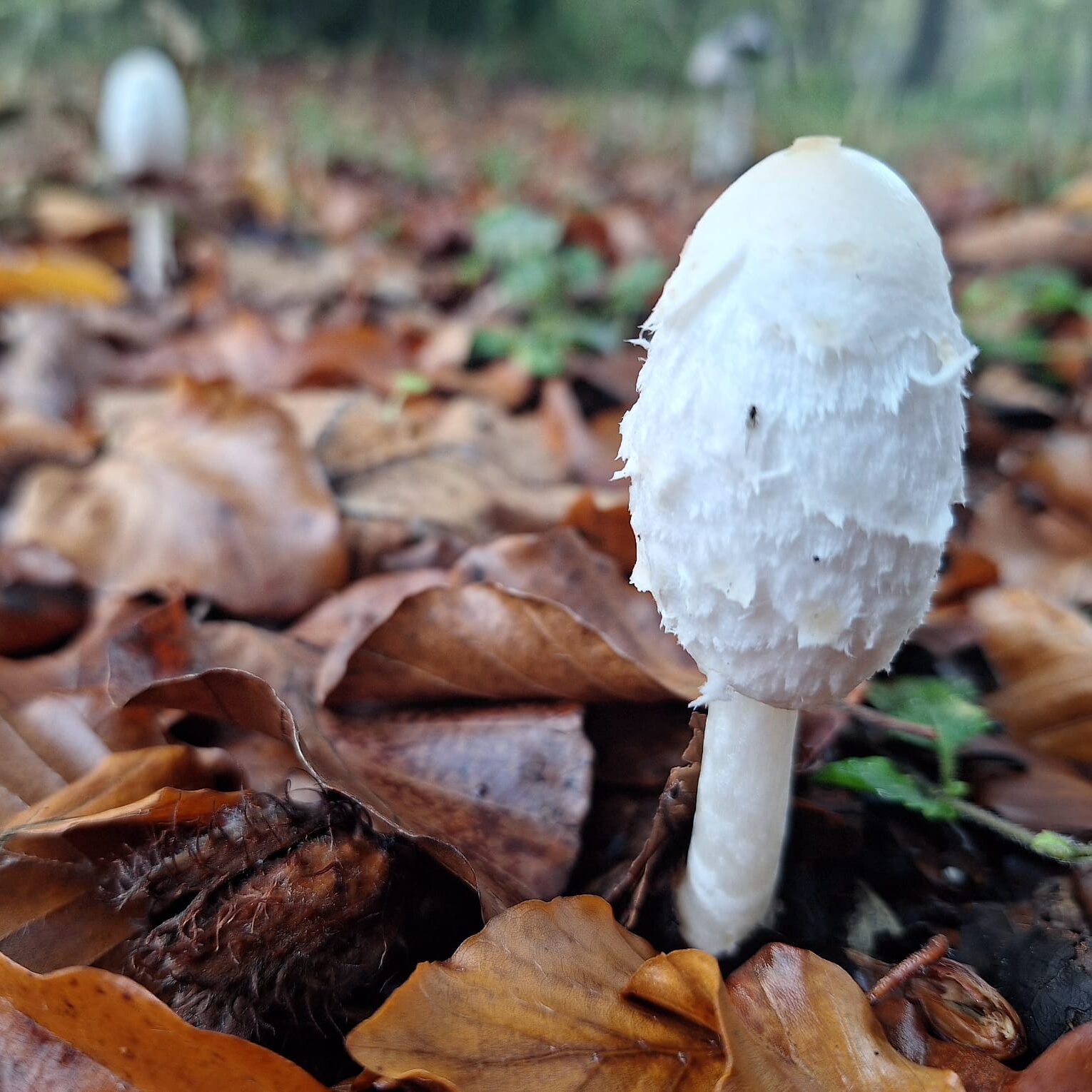 frischer Schopftintling aka Spargelpilz
