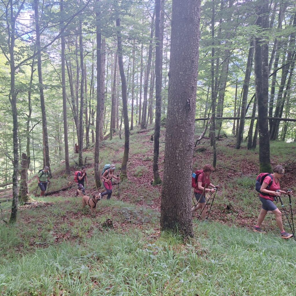 ZAM RAUS Sommer kühlender Wald